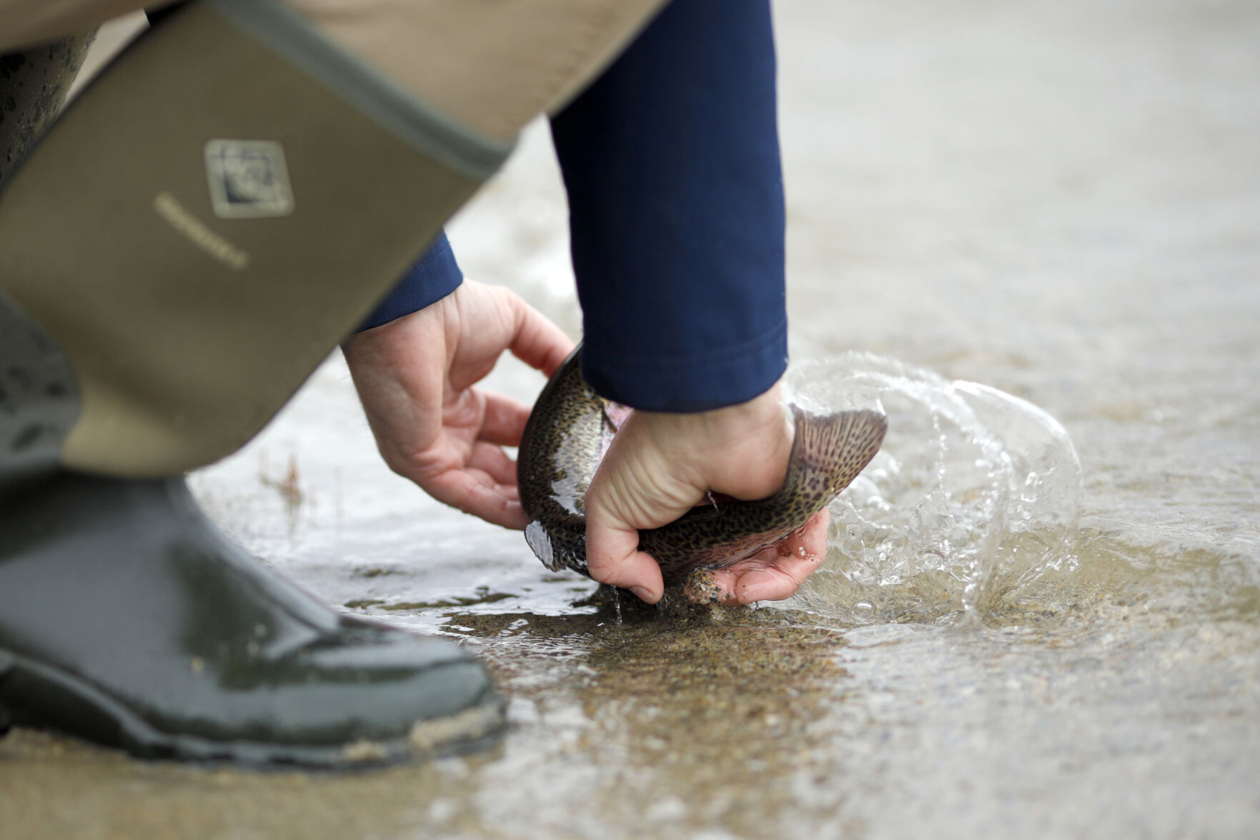 andrew madden turns fish in water
